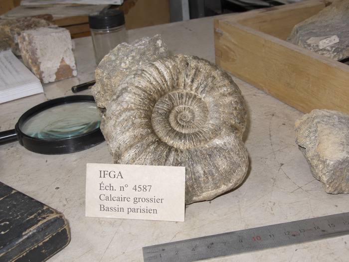 Ammonite fossile, échantillon de référence n° 4587
